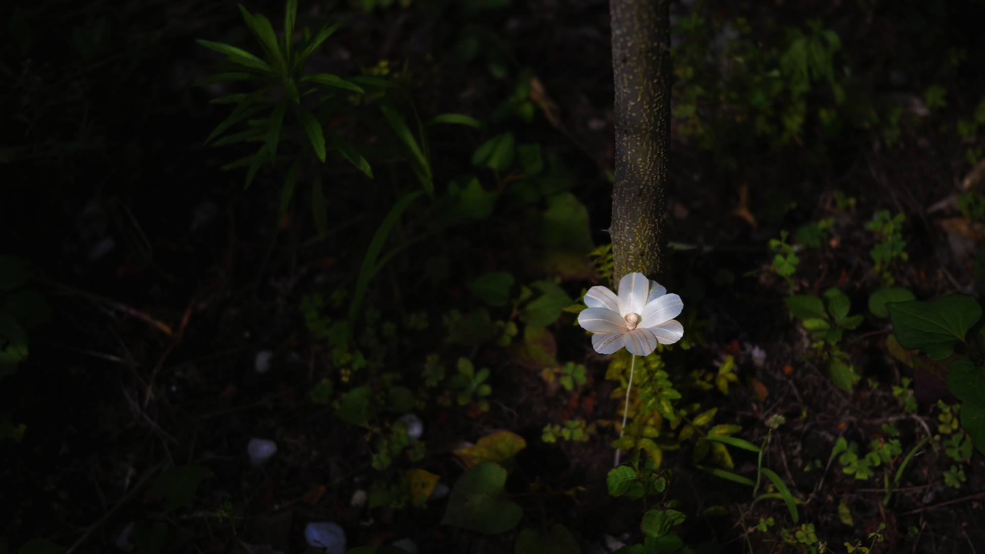 静かにでも力強く咲いているコスモス