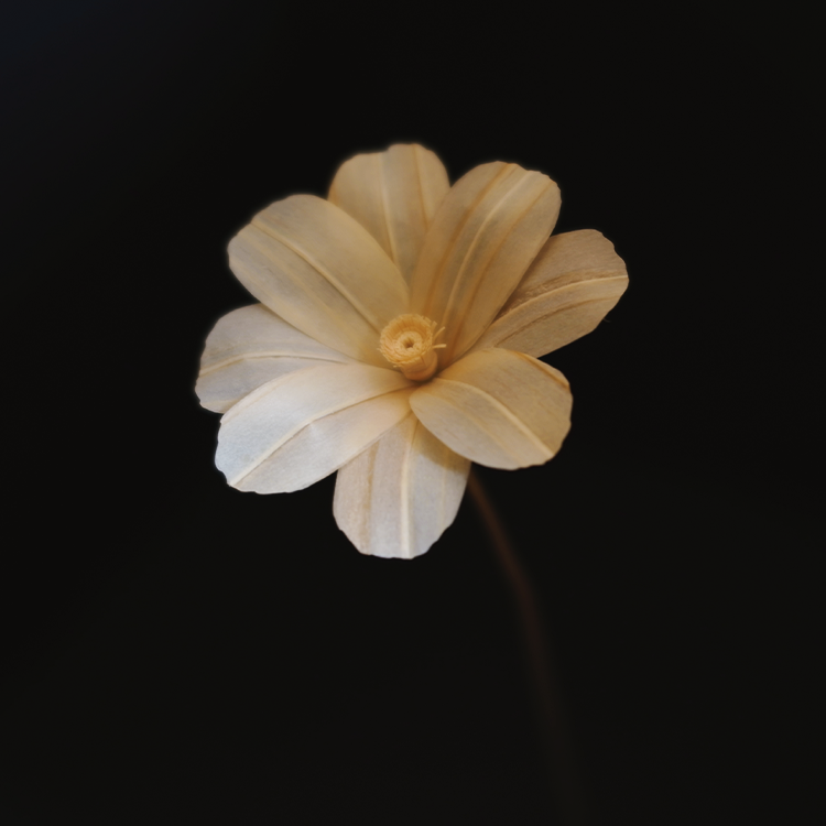 斜め下からのコスモス