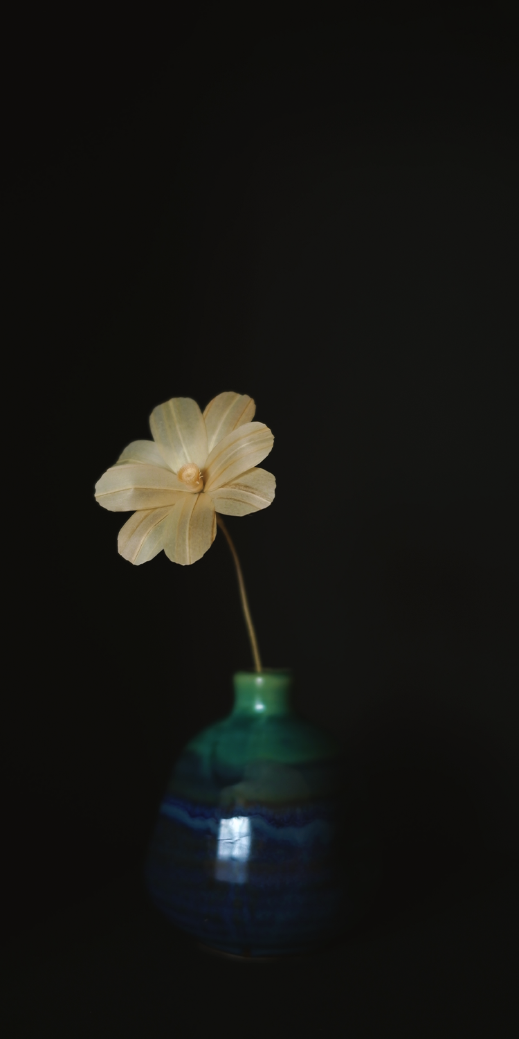 花瓶に支えられているコスモス