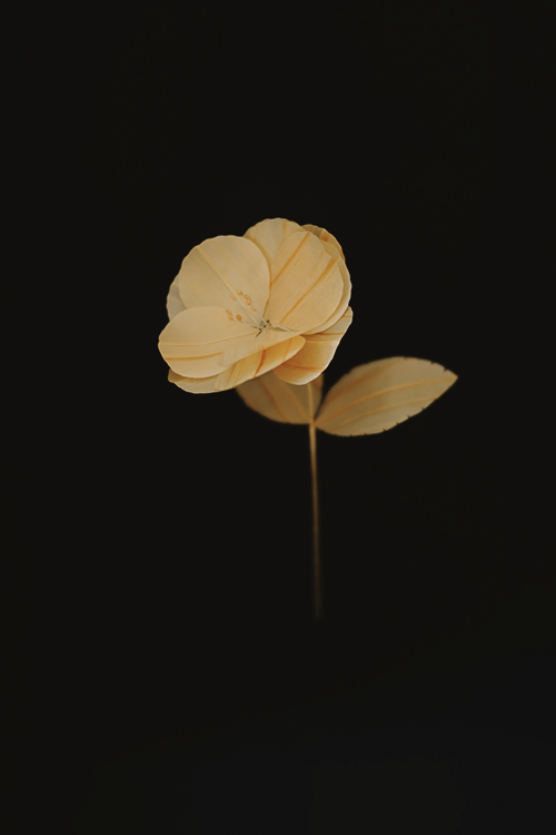 父が家を建てるときに出る鉋屑で制作した寒椿