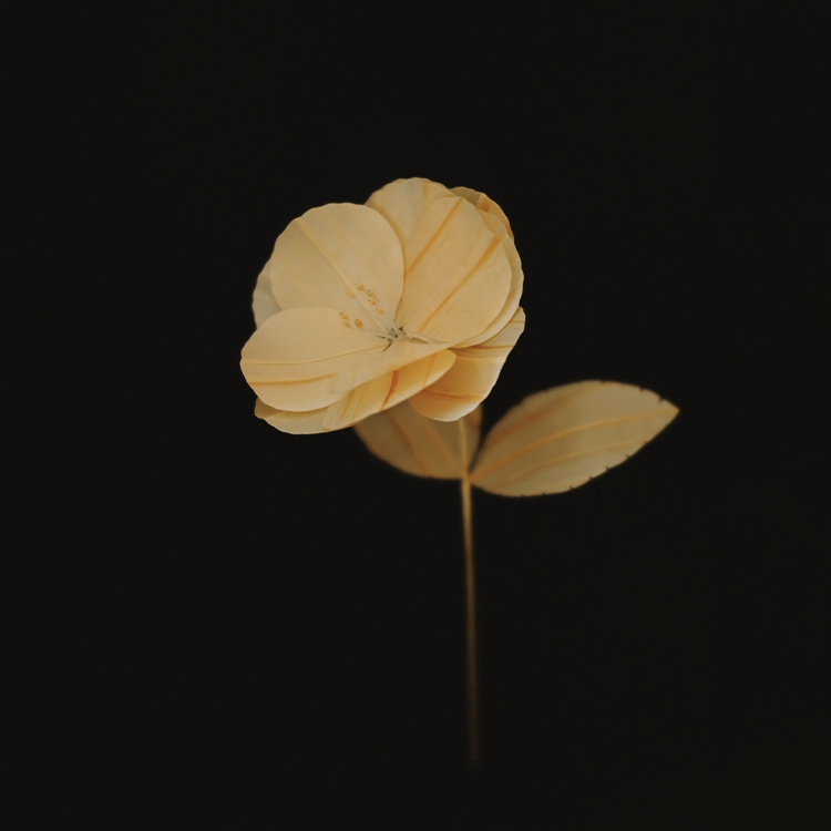 父が家を建てるときに出る鉋屑で制作した寒椿