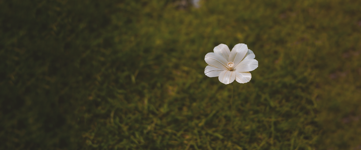 父が家を建てるときに出た鉋屑で作ったコスモス