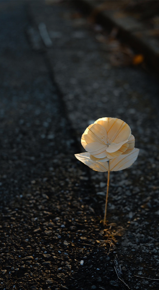 夕日の中の寒椿