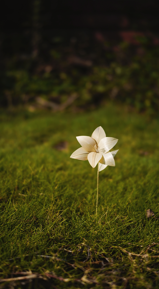 朝日を浴び、神々しいゆり