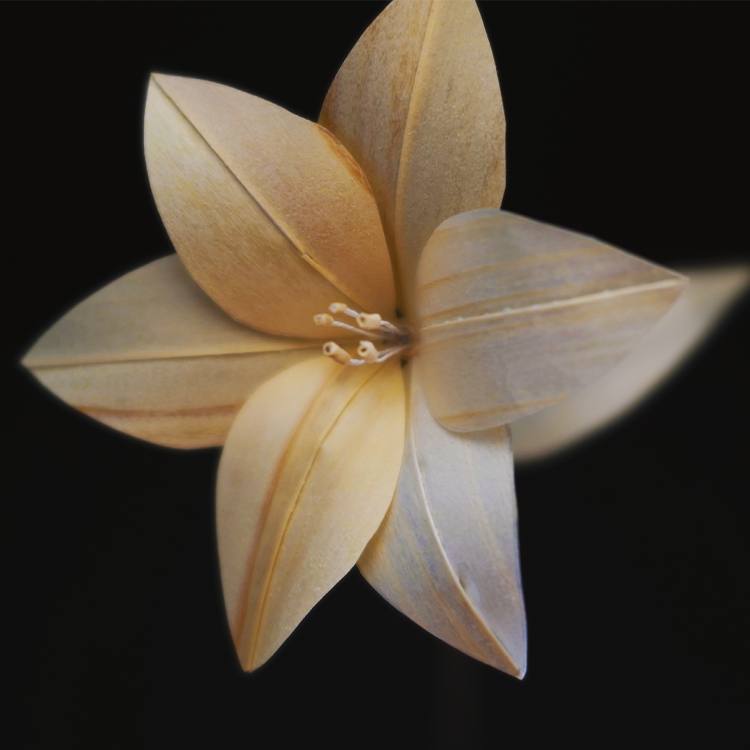 寄りで撮影したゆり